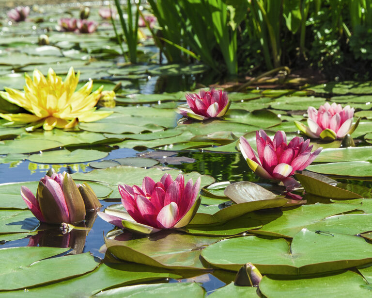 Elder Forum Website - Lotus on Lily Pads